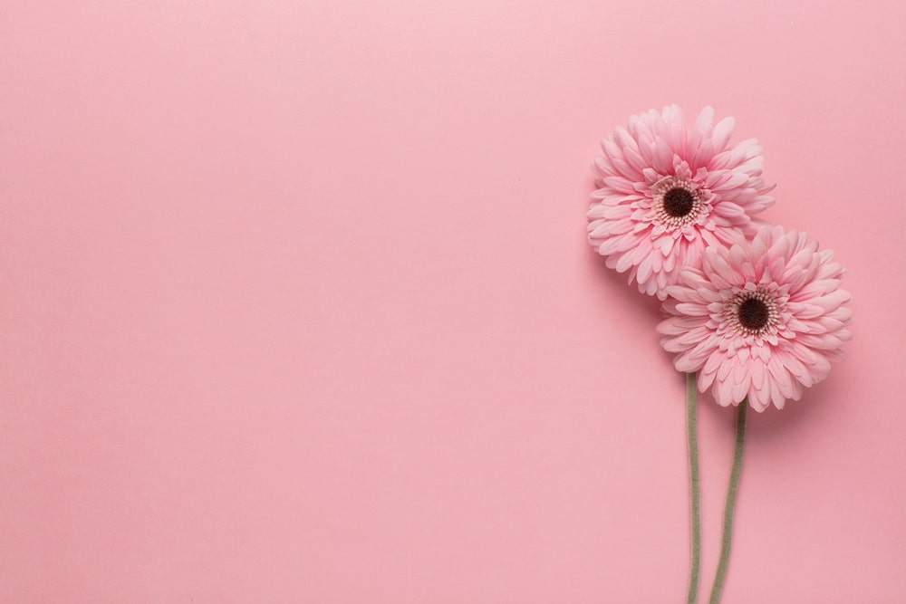 Sanfte Blüte als Symbol für persönliche Entwicklung