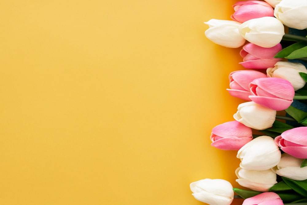 Blüte als Symbol für mehrsprachige Beratung
